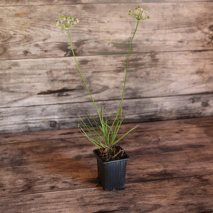 Plant de ciboule de chine bio – La Ferme de Sainte Marthe