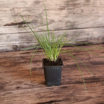 Plant de ciboulette bio – La Ferme de Sainte Marthe