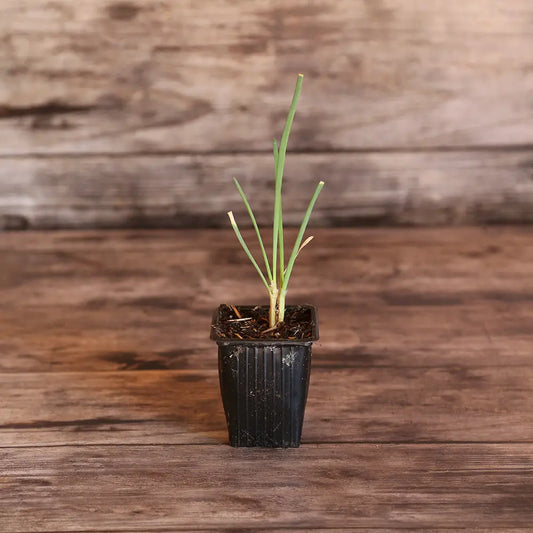 Plant de cive vivace saint jacques bio – La Ferme de Sainte Marthe