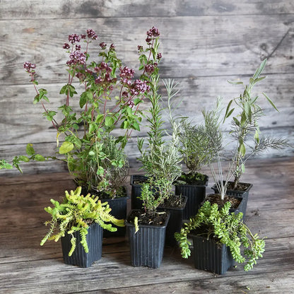 Collection 9 plants aromatiques soleil bio – La Ferme de Sainte Marthe