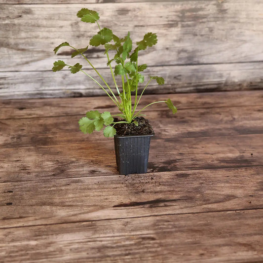 Plant de coriandre bio – La Ferme de Sainte Marthe