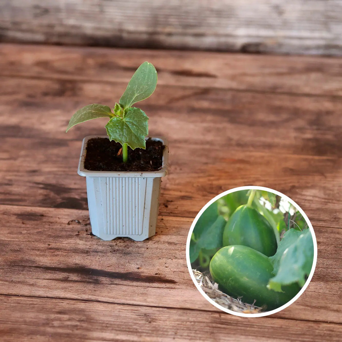 Plant de cornichon russe bio – La Ferme de Sainte Marthe