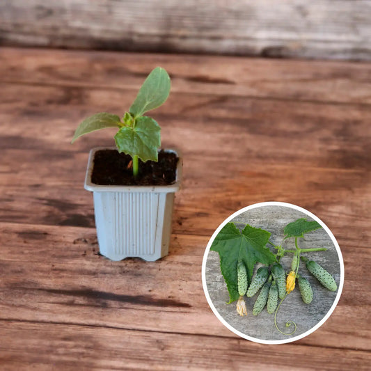 Plant de cornichon vert petit de paris bio – La Ferme de Sainte Marthe