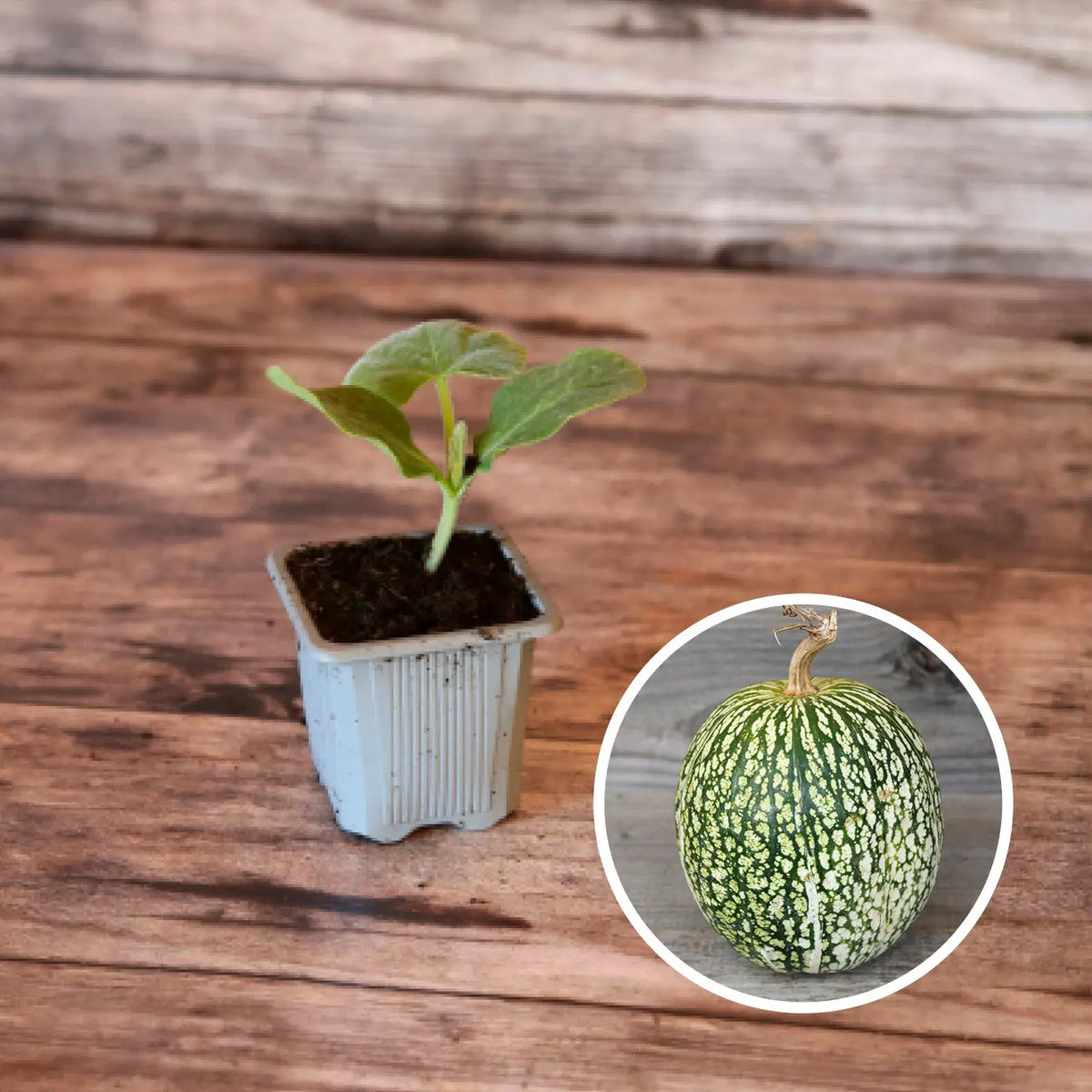 Plant de courge de siam bio – La Ferme de Sainte Marthe