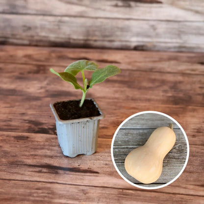 Plant de courge musquée butternut bio – La Ferme de Sainte Marthe