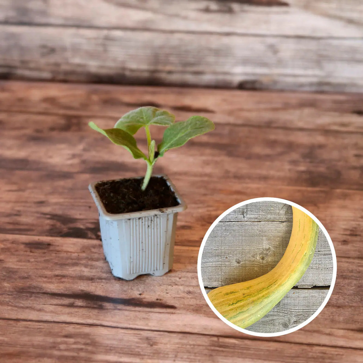 Plant de courge musquée longue de nice bio – La Ferme de Sainte Marthe
