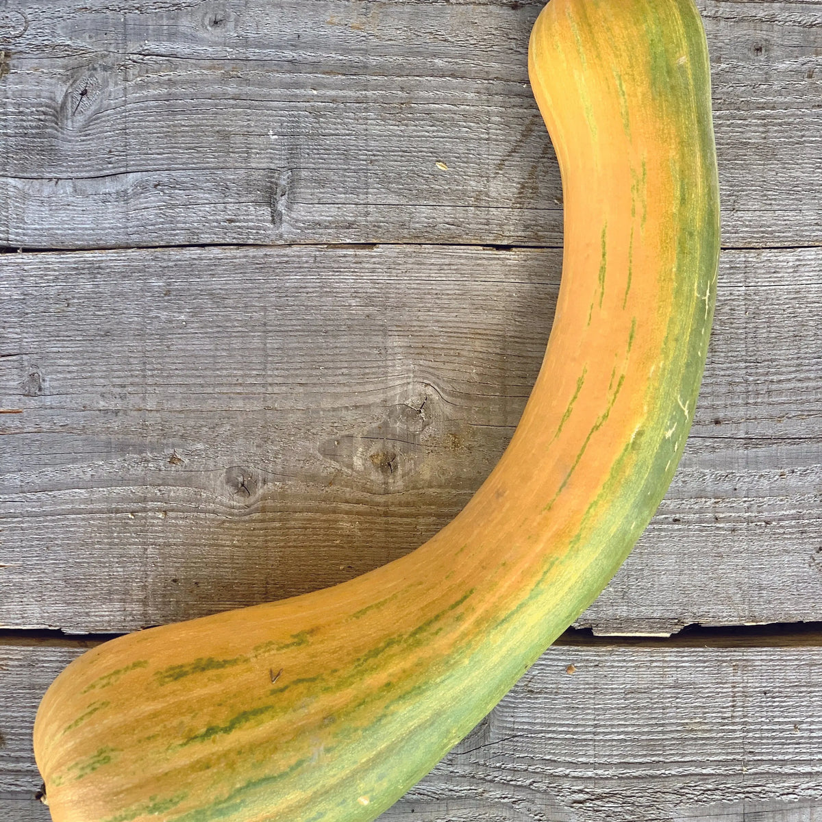Plant de courge musquée longue de nice bio – La Ferme de Sainte Marthe