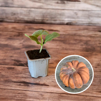Plant de courge musquée muscade bio – La Ferme de Sainte Marthe