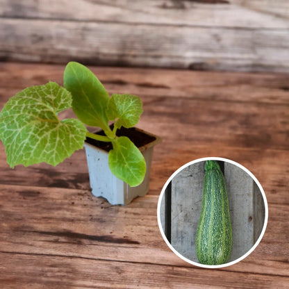 Plant de courgette grisette de provence bio – La Ferme de Sainte Marthe