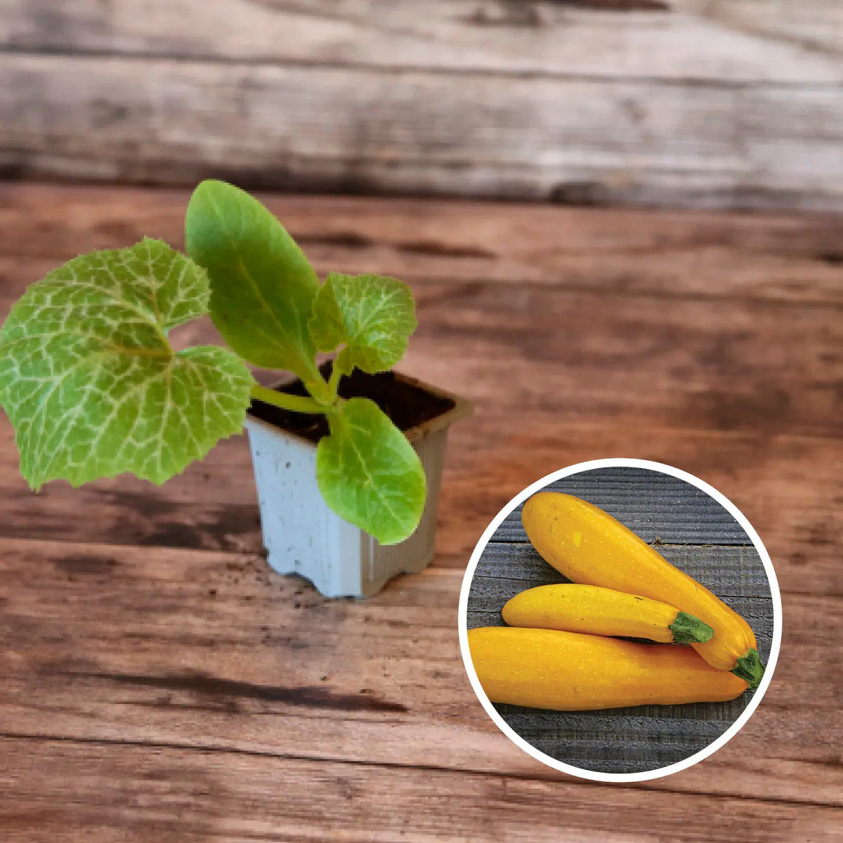 Plant de courgette jaune bio – La Ferme de Sainte Marthe