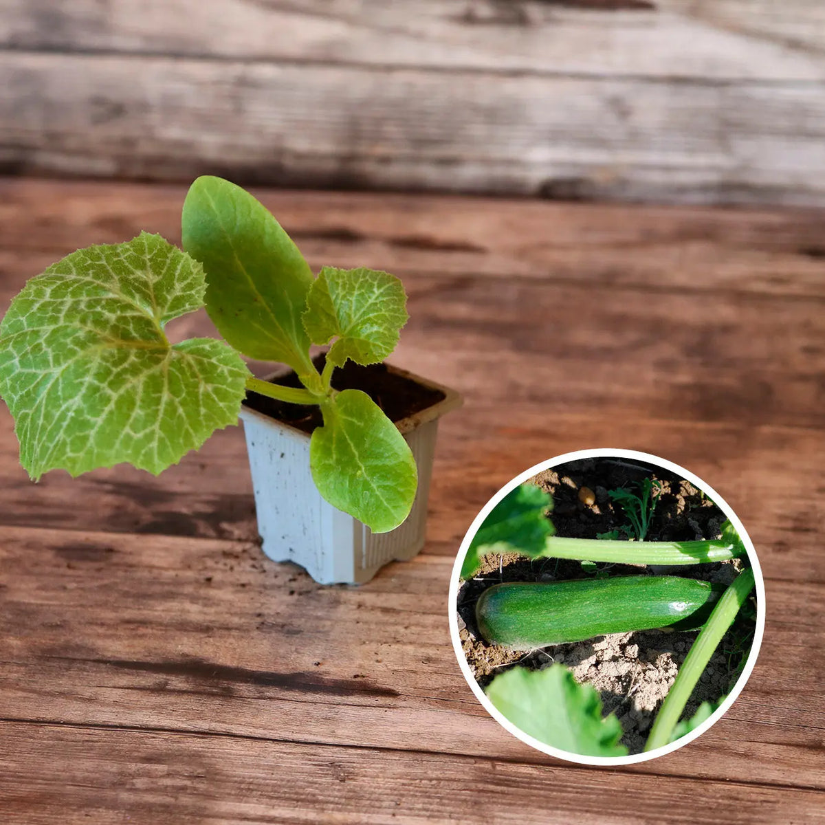 Plant de courgette verte de milan ou black beauty bio – La Ferme de Sainte Marthe