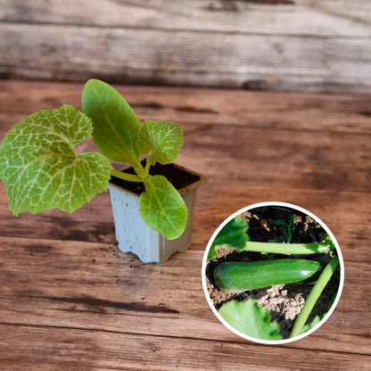 Plant de courgette verte de milan ou black beauty bio – La Ferme de Sainte Marthe