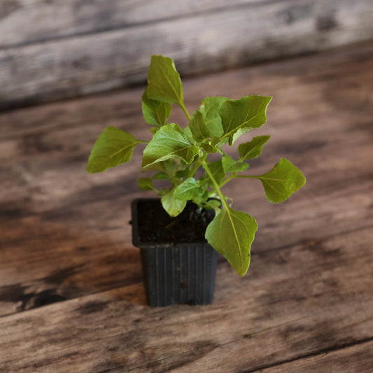 Plant de cresson de para jaune bredy mafana bio – La Ferme de Sainte Marthe