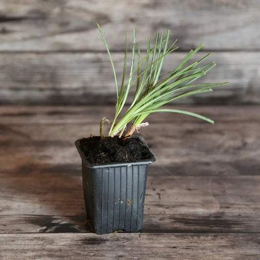 Plant de crocus à safran bio – La Ferme de Sainte Marthe