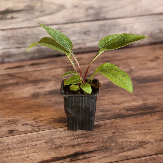 Plant d'échinacée purpurea bio – La Ferme de Sainte Marthe
