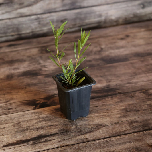Plant d'estragon vivace dit français bio – La Ferme de Sainte Marthe