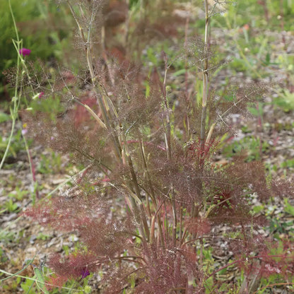 Plant de fenouil bronze bio – La Ferme de Sainte Marthe