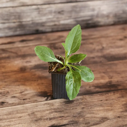 Plant d'hélianti bio – La Ferme de Sainte Marthe