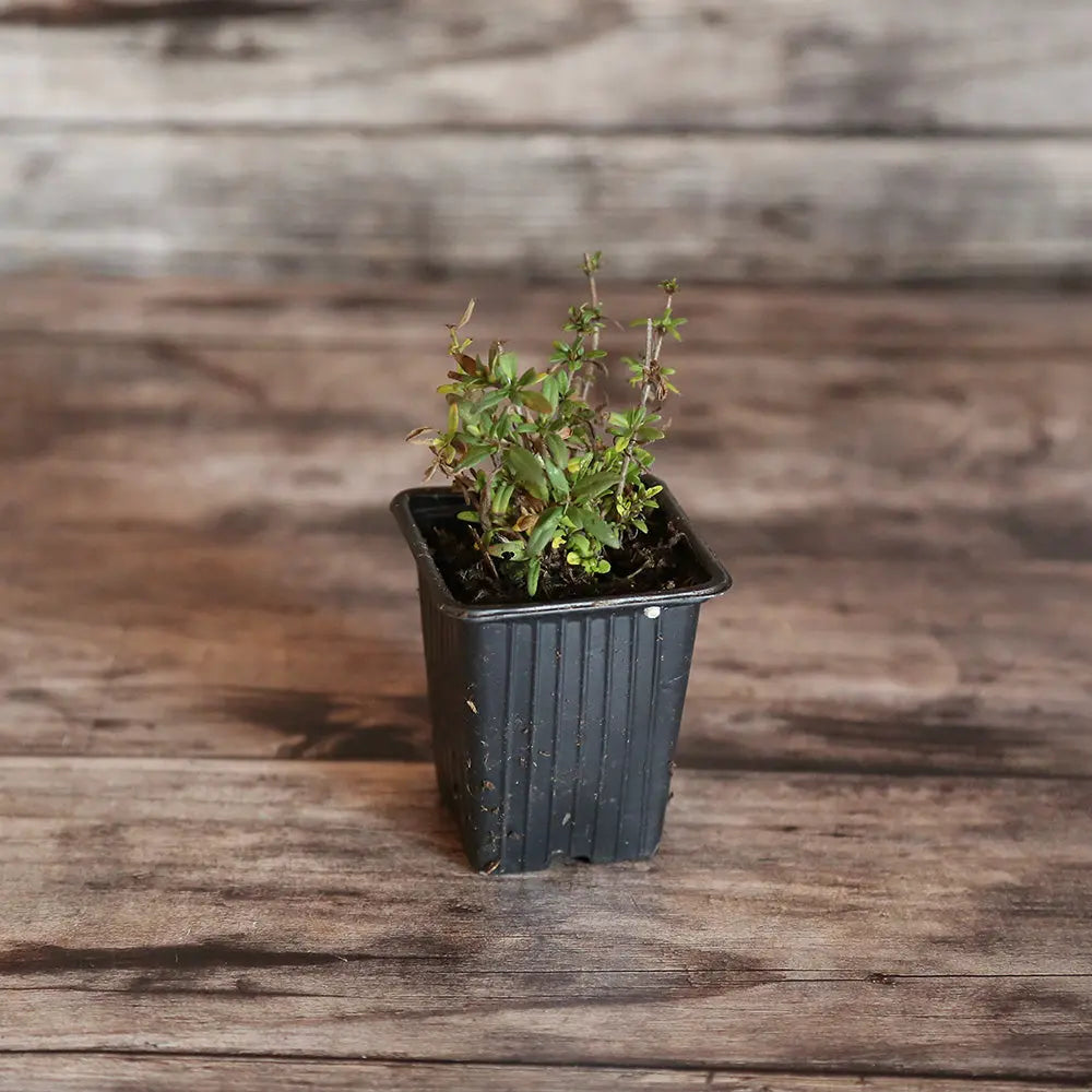 Plant de hysope bio – La Ferme de Sainte Marthe