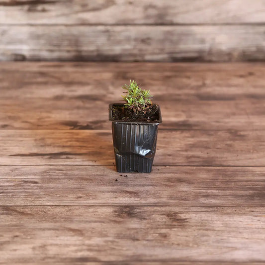 Plant de lavande officinale bio – La Ferme de Sainte Marthe