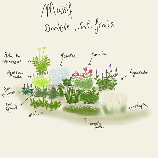 Massif clé en main ombre sol frais bio – La Ferme de Sainte Marthe