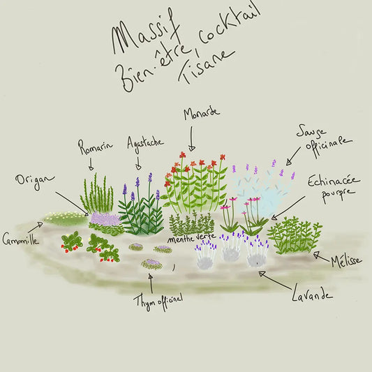 Massif clé en main tisanes et cocktails bio – La Ferme de Sainte Marthe