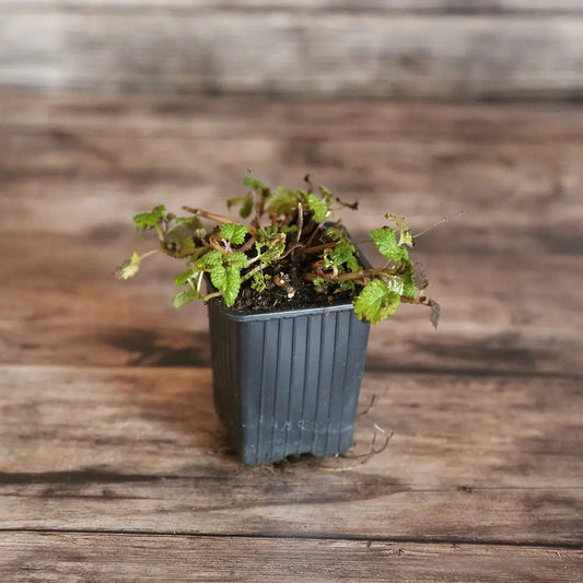 Plant de mélisse citronnelle bio – La Ferme de Sainte Marthe