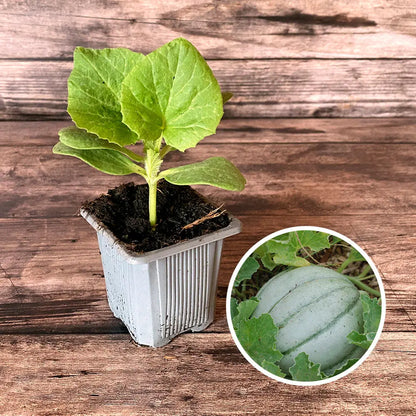 Plant de melon ancien vieille france bio – La Ferme de Sainte Marthe