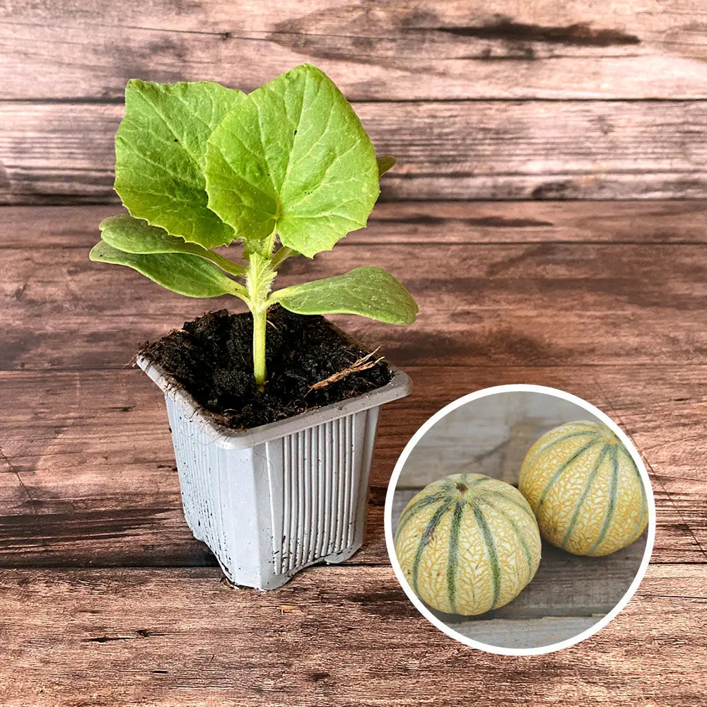 Plant de melon charentais bio – La Ferme de Sainte Marthe