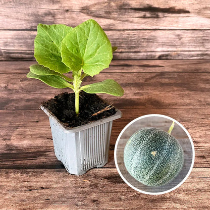 Plant de melon petit gris de rennes bio – La Ferme de Sainte Marthe