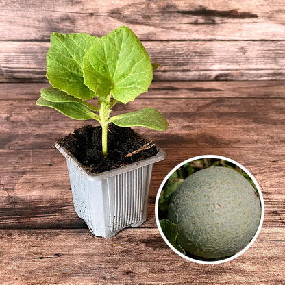 Plant de melon sucrin de tours bio – La Ferme de Sainte Marthe