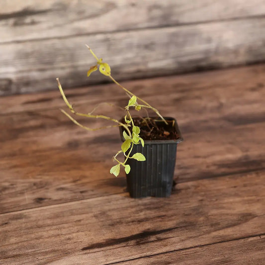 Plant de menthe banane bio – La Ferme de Sainte Marthe