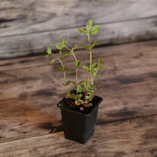 Plant de menthe chocolat bio – La Ferme de Sainte Marthe
