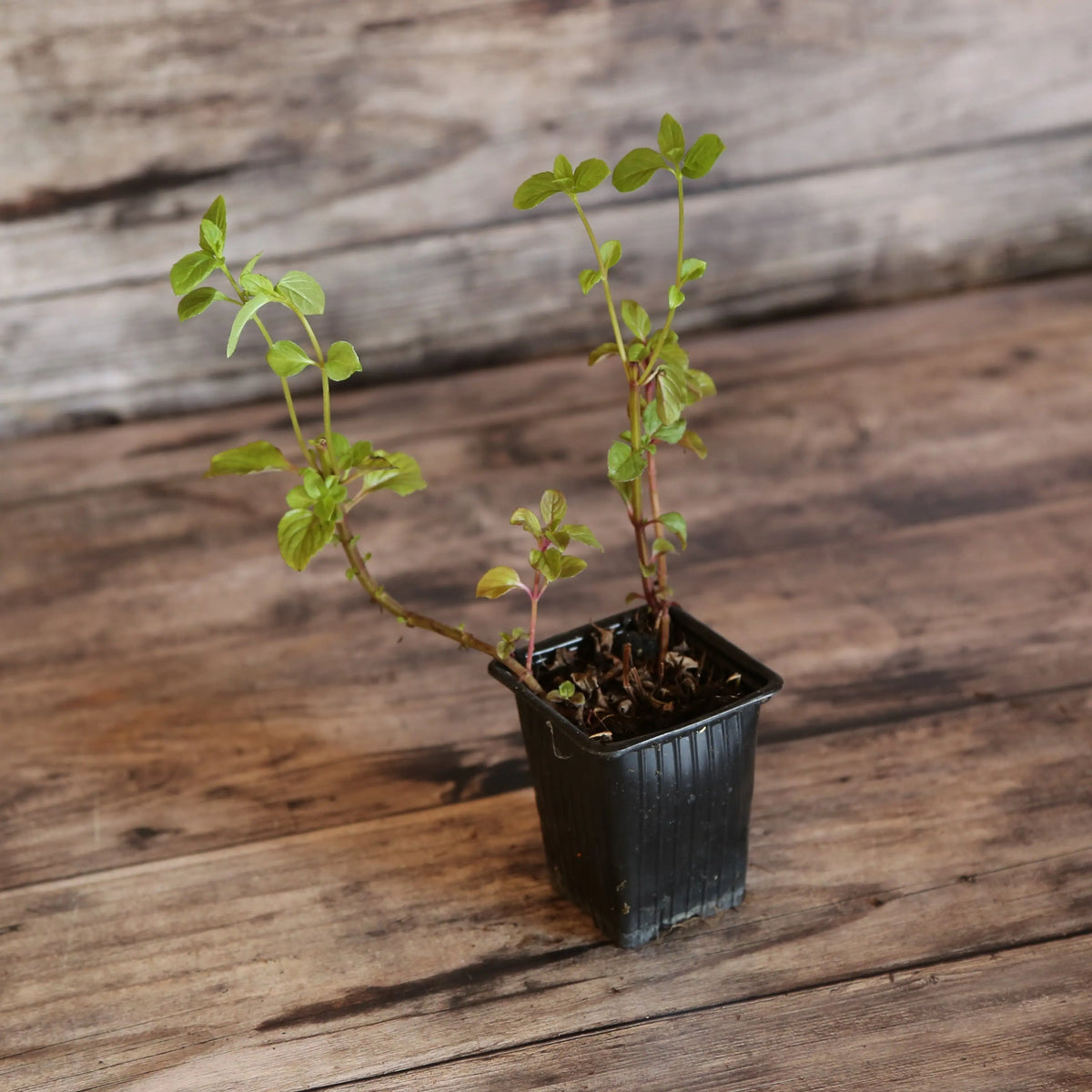 Plant de menthe citron bio – La Ferme de Sainte Marthe