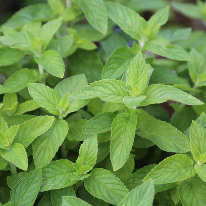Plant de menthe citron bio – La Ferme de Sainte Marthe