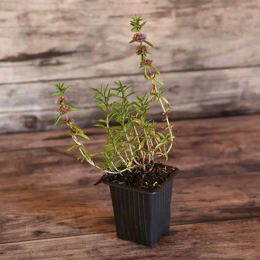 Plant de menthe des cerfs bio – La Ferme de Sainte Marthe