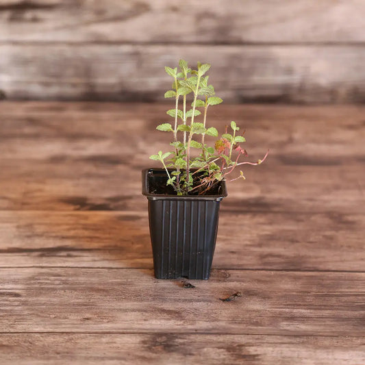 Plant de menthe fraise bio – La Ferme de Sainte Marthe