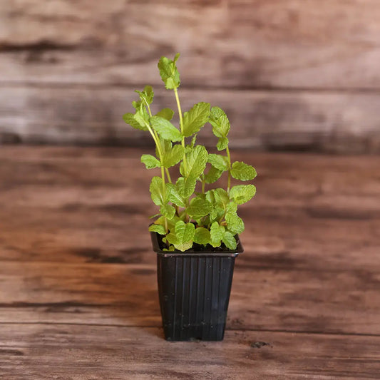 Plant de menthe marocaine bio – La Ferme de Sainte Marthe