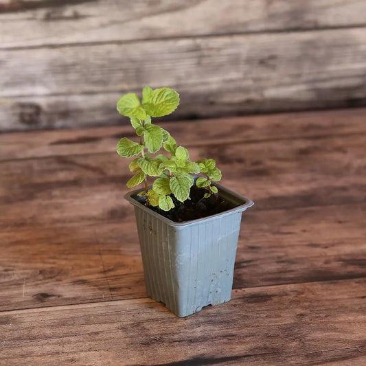 Plant de menthe mojito bio – La Ferme de Sainte Marthe
