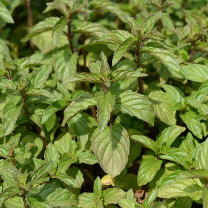 Plant de menthe poivrée bio – La Ferme de Sainte Marthe