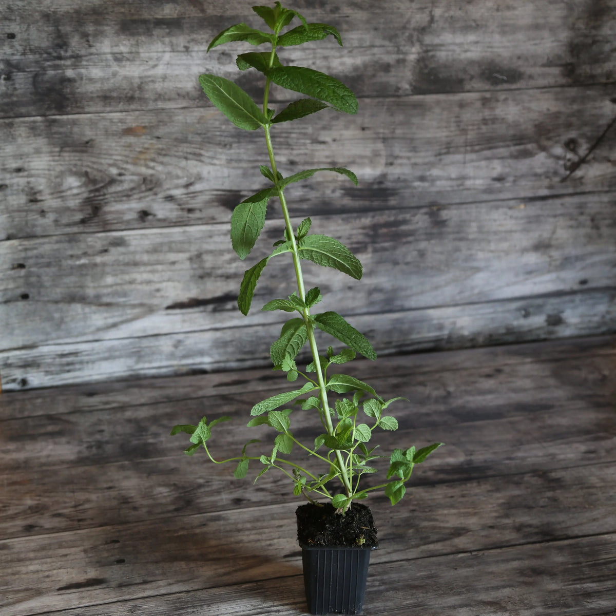 Plant de menthe verte bio – La Ferme de Sainte Marthe