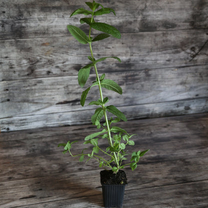 Plant de menthe verte bio – La Ferme de Sainte Marthe