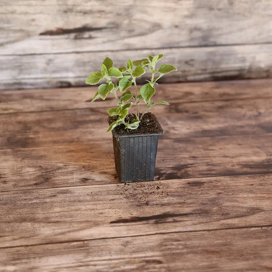 Plant de nepita corse bio – La Ferme de Sainte Marthe