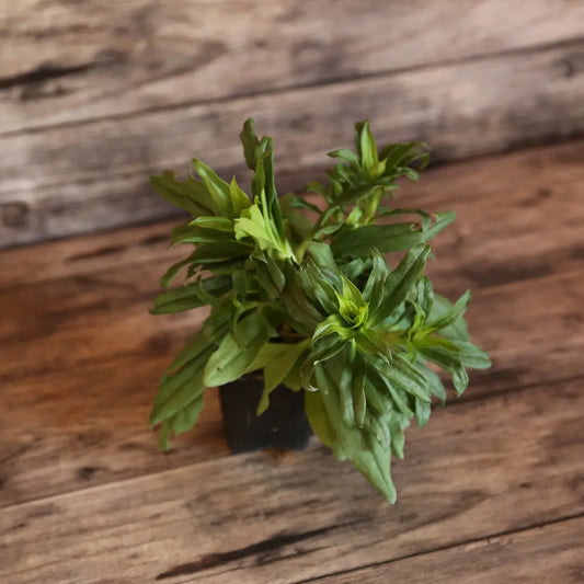 Plant d'œillet de poète varié bio – La Ferme de Sainte Marthe