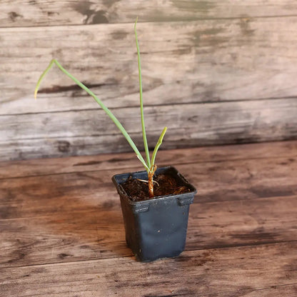 Plant d'oignon patate bio – La Ferme de Sainte Marthe