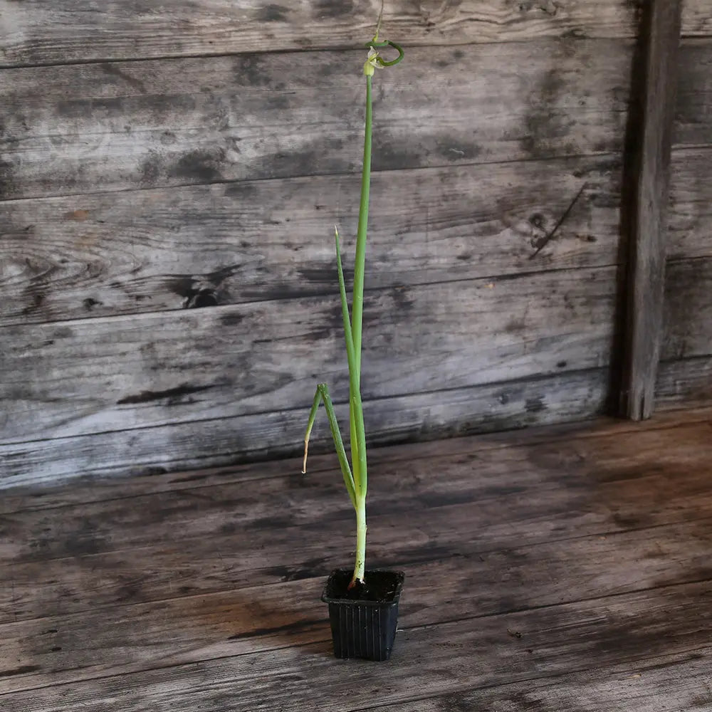 Plant d'oignon rocambole bio – La Ferme de Sainte Marthe
