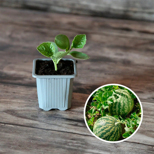 Plant de pastèque à graine rouge à chair verte verte à confire bio – La Ferme de Sainte Marthe