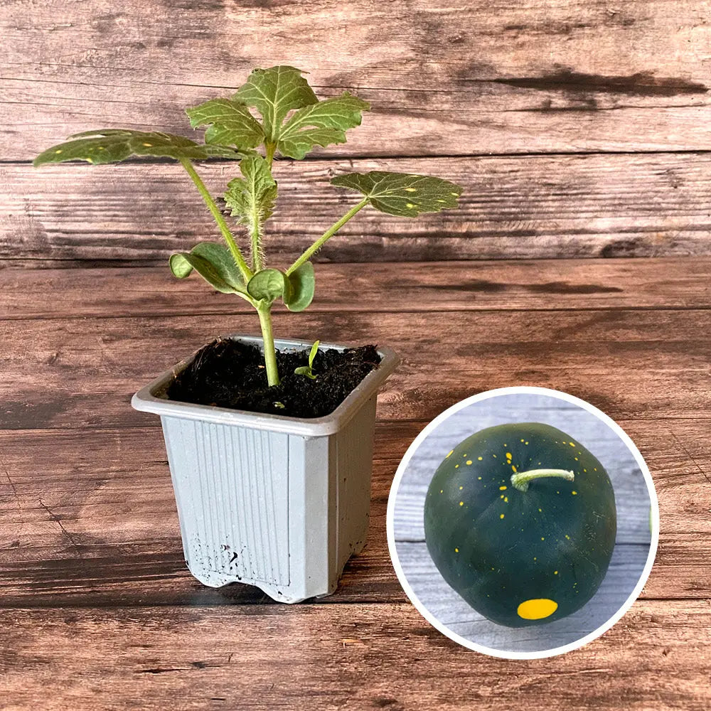 Plant de pastèque moon and stars bio – La Ferme de Sainte Marthe