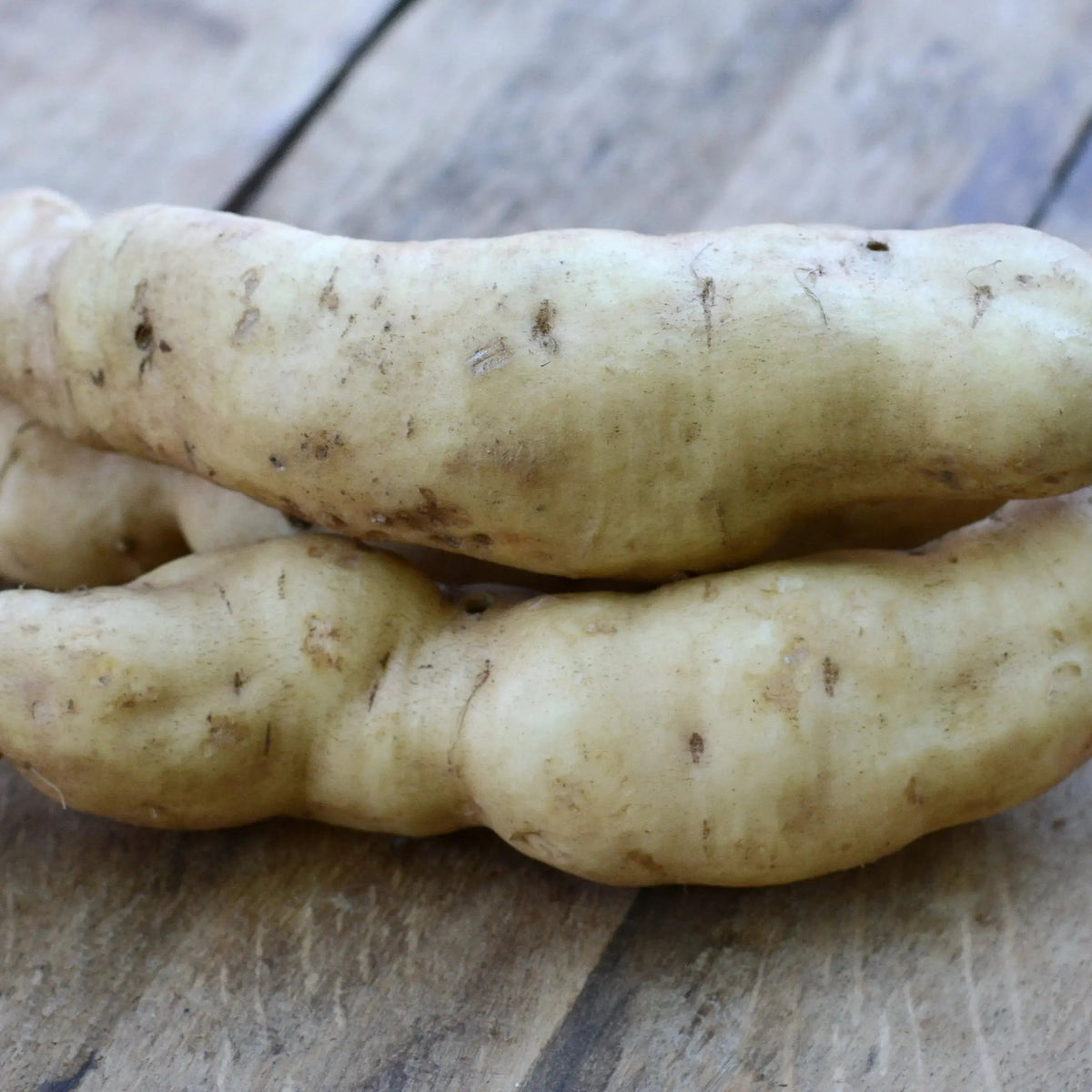 Plant de patate douce bonita bio – La Ferme de Sainte Marthe