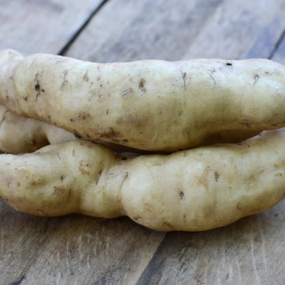 Plant de patate douce bonita bio – La Ferme de Sainte Marthe